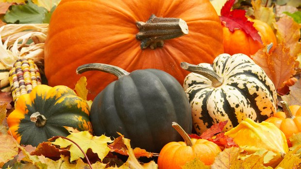 verschiedene Kürbisse